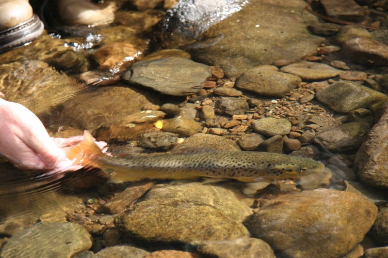 Balloch brown trout being released