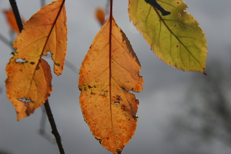 Birkhall and Barnksome scenes (6)