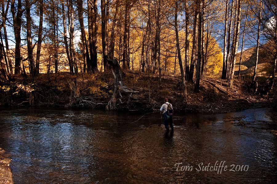 Branksome poplar landscape 10 
