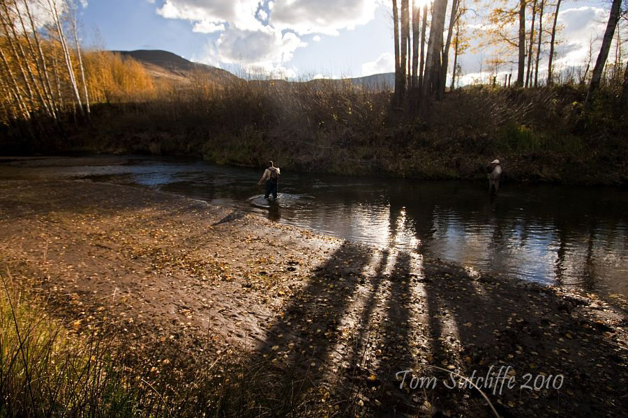 Branksome poplar landscape 6