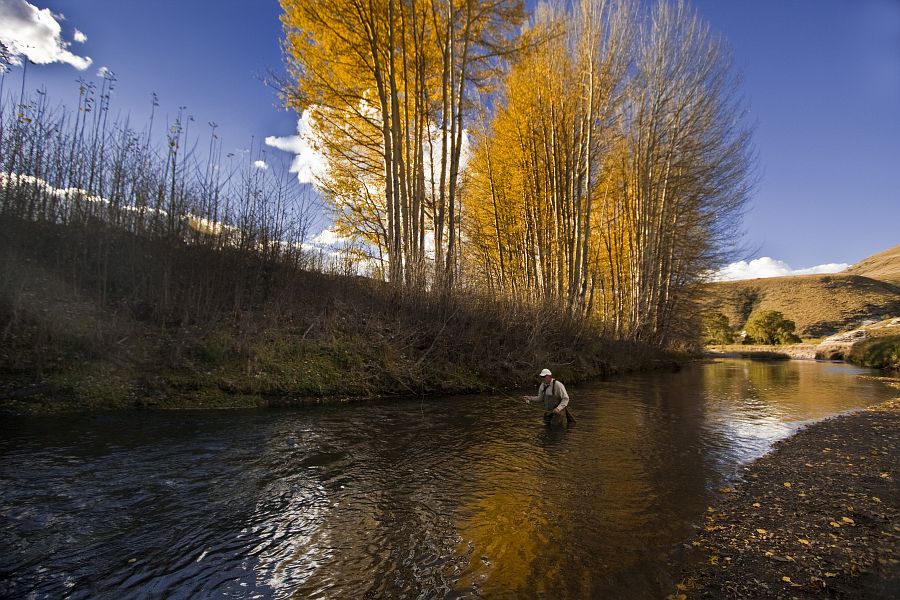 Branksome poplar landscape 7