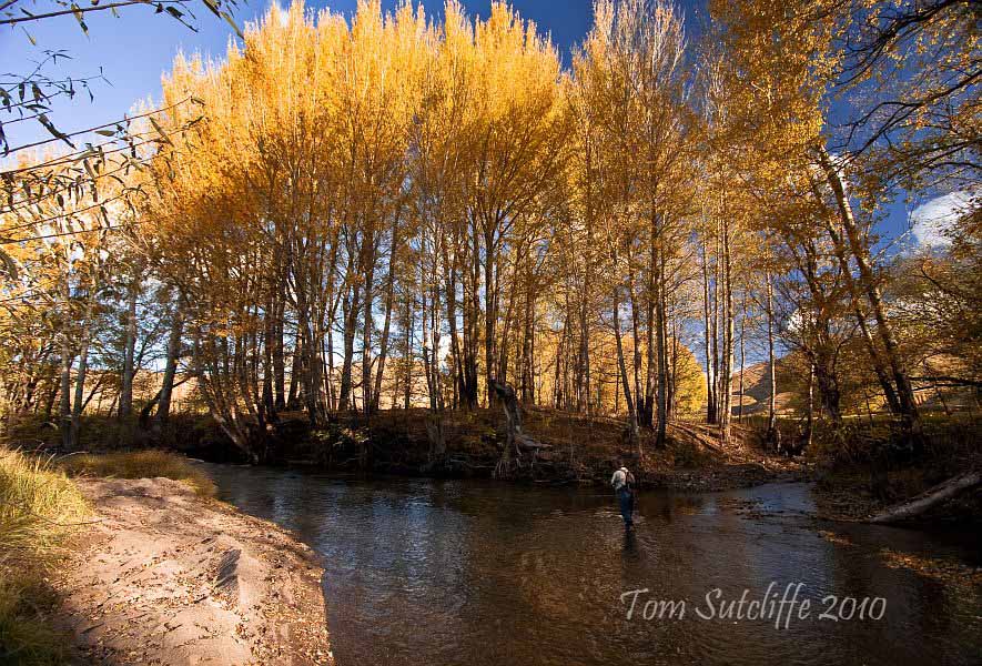 Branksome poplar landscape 8