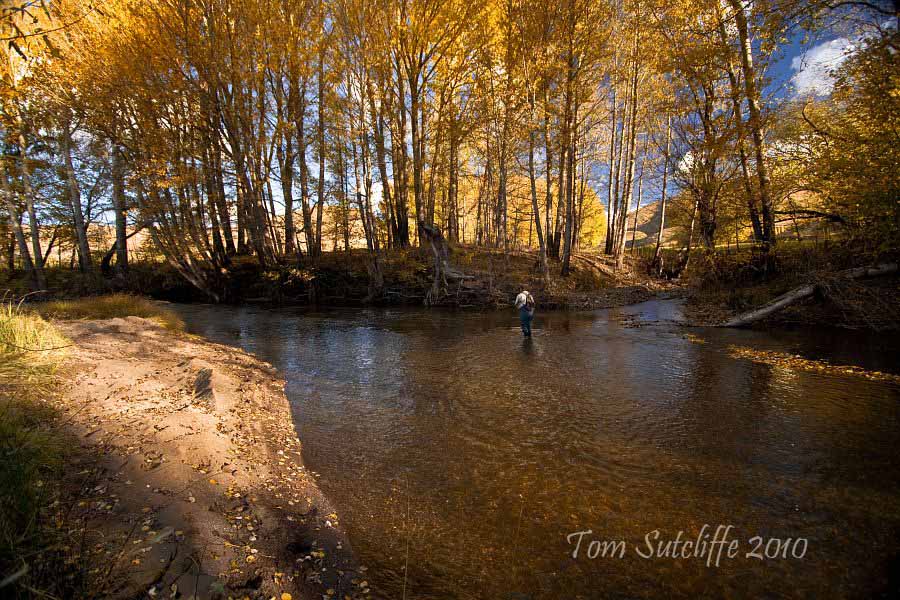 Branksome poplar landscape 9