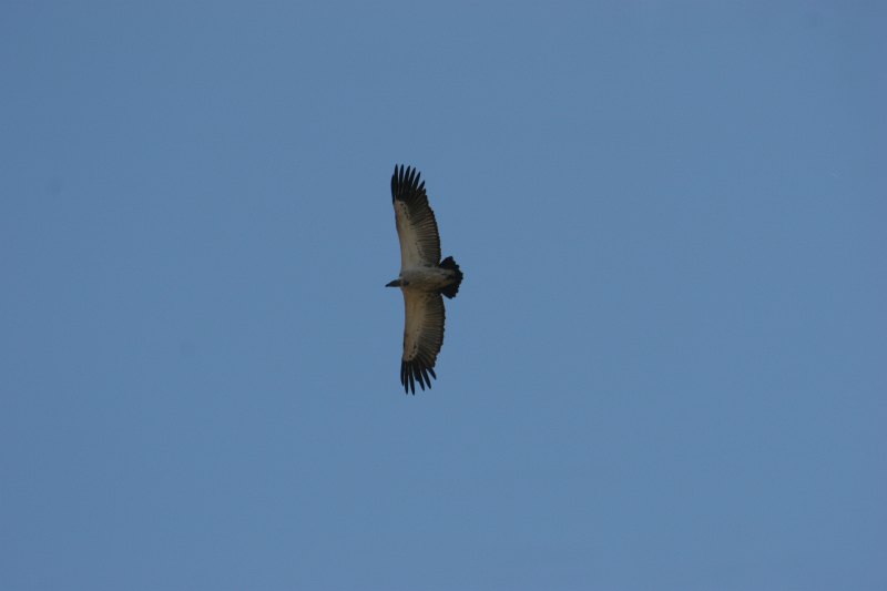 Cape Vulture