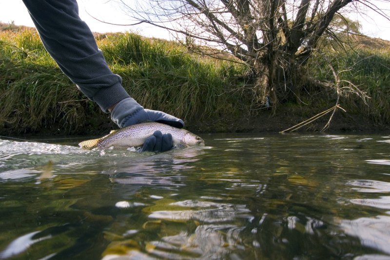 Copy of Birkhall and Barnksome scenes (24)