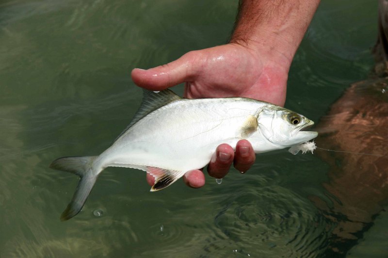 Estuaries and shoreline, Western Cape (1)