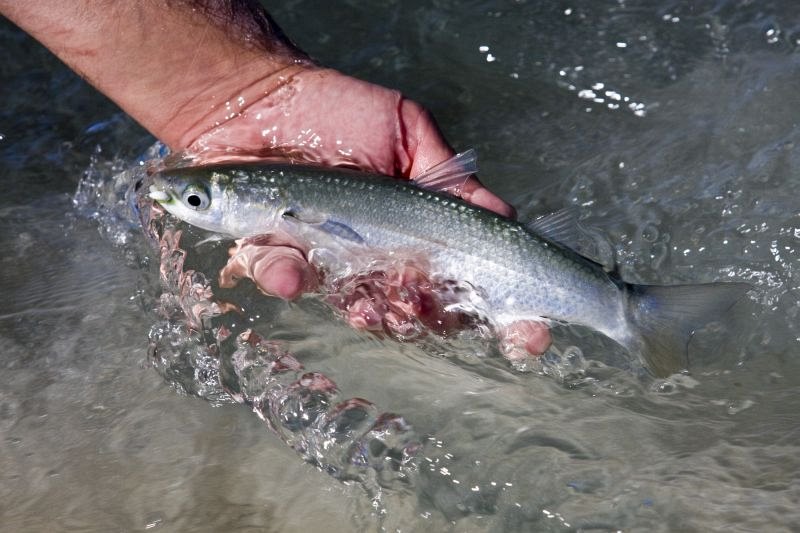 Estuaries and shoreline, Western Cape (7)