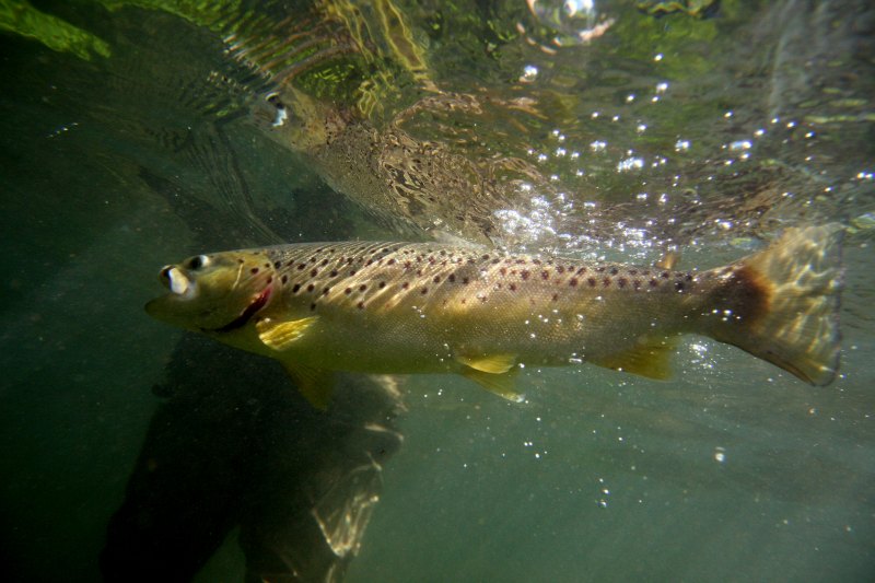 Hampshire chalkstreams (10)