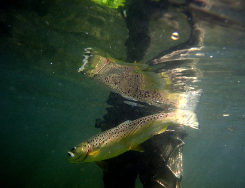 Hampshire chalkstreams (11)