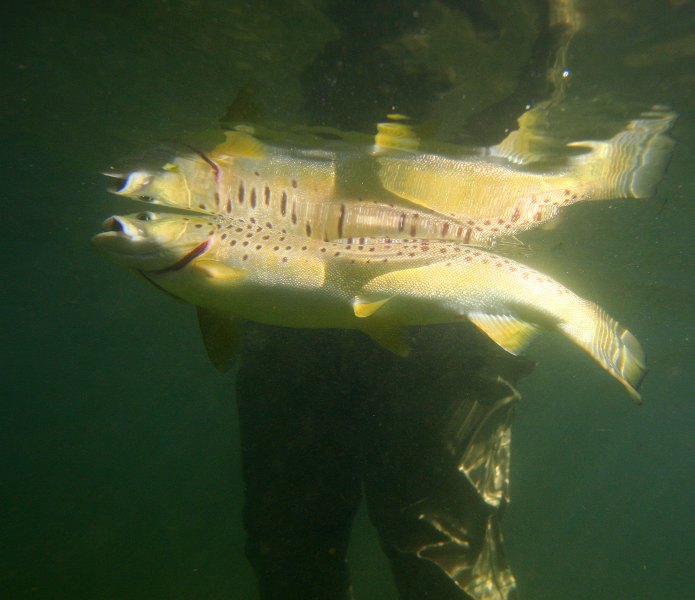 Hampshire chalkstreams (12)