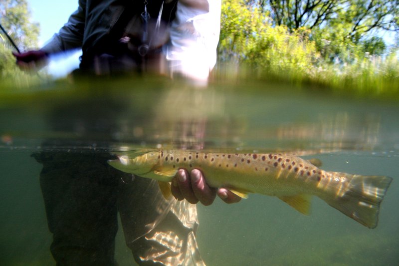 Hampshire chalkstreams (13)