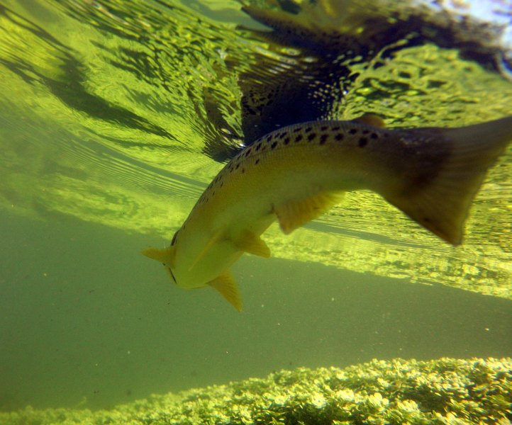 Hampshire chalkstreams (14)