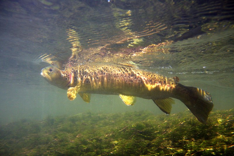 Hampshire chalkstreams (18)