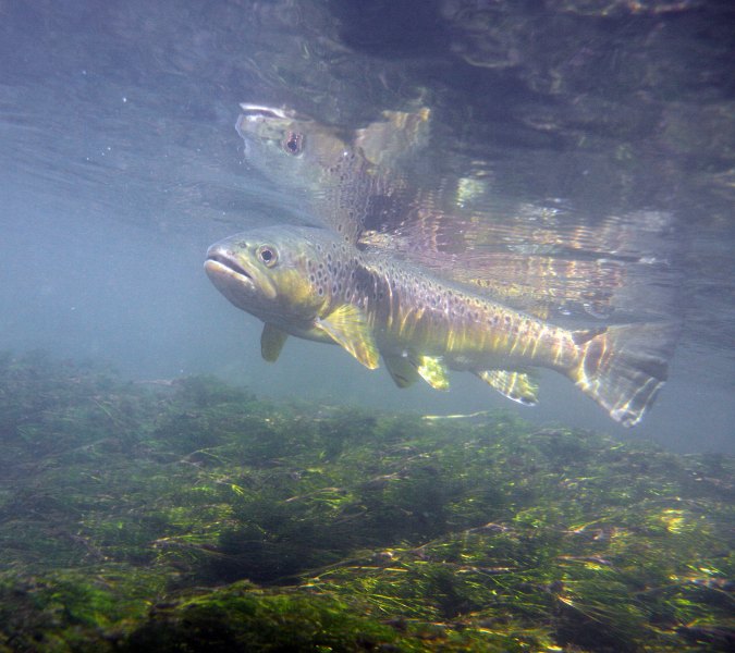 Hampshire chalkstreams (19)