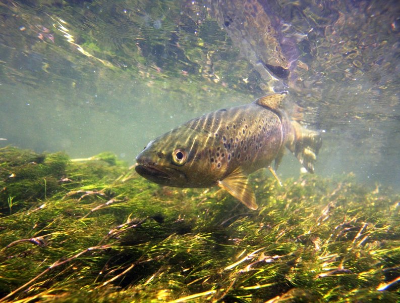Hampshire chalkstreams (1)