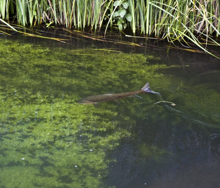 Hampshire chalkstreams (6)
