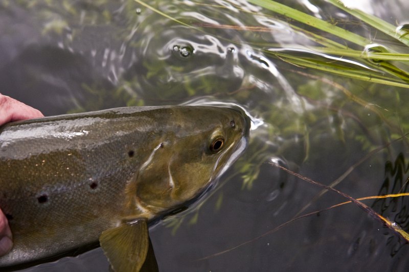 Hampshire chalkstreams (7)