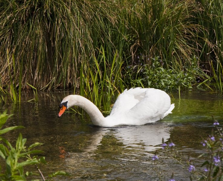 Hampshire chalkstreams (9)
