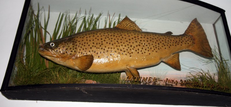 Hampshire chalkstreams Trout caught by Halford(3)