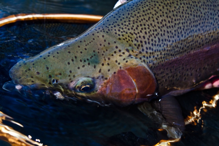 Highland_Lodge_stillwaters (1027)