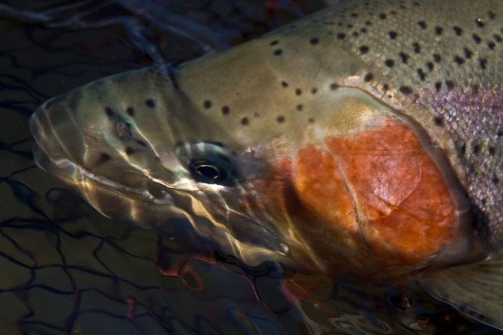 Highland_Lodge_stillwaters (1155)