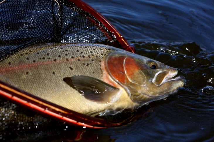 Highland_Lodge_stillwaters (1420)