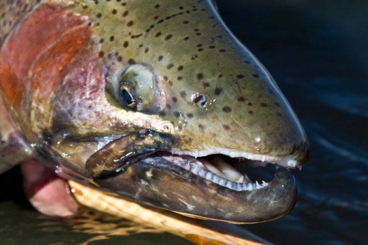 Highland_Lodge_stillwaters (511)