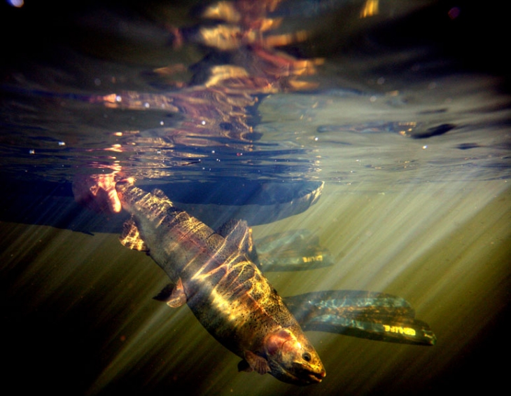 Highland_Lodge_stillwaters (732)