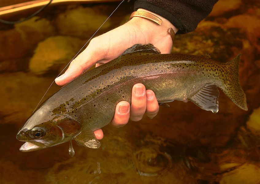 Holsloot River impressions (10)