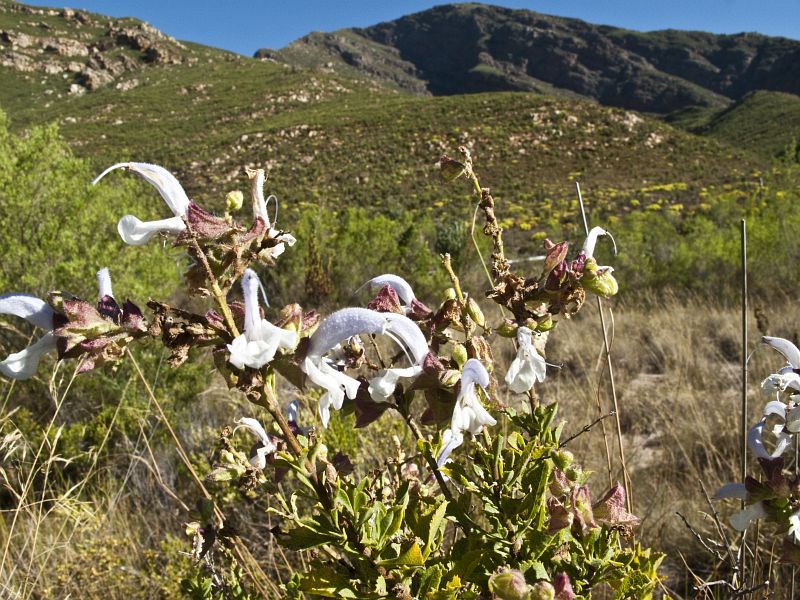 Holsloot River impressions (13)