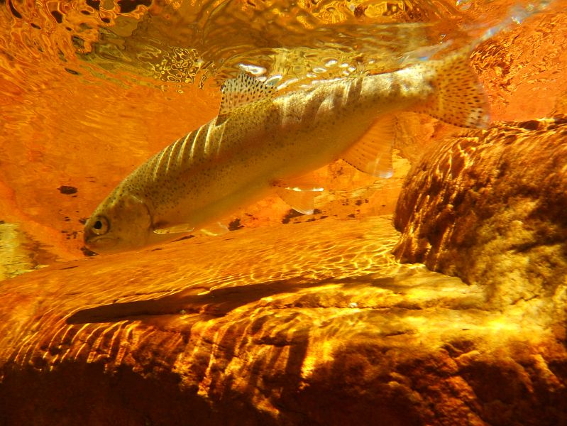 underwater trout (7)