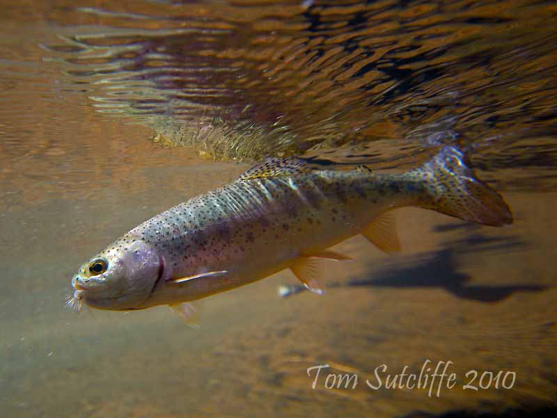 Rainbow trout 1