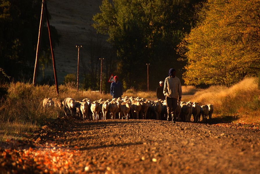 Landscape Autumn Barkly East