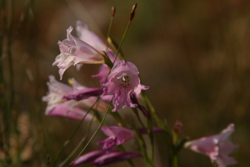 Lourens River fynbos (12)