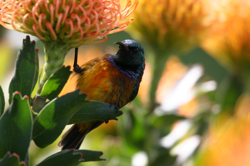 Orange-breasted Sunbirs 2