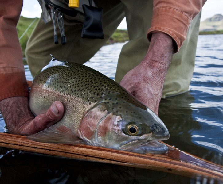 Rainbow trout from Birkhall Lake