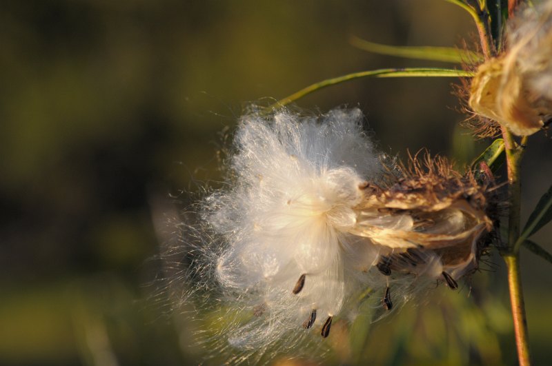 Roadside plant near Birhall