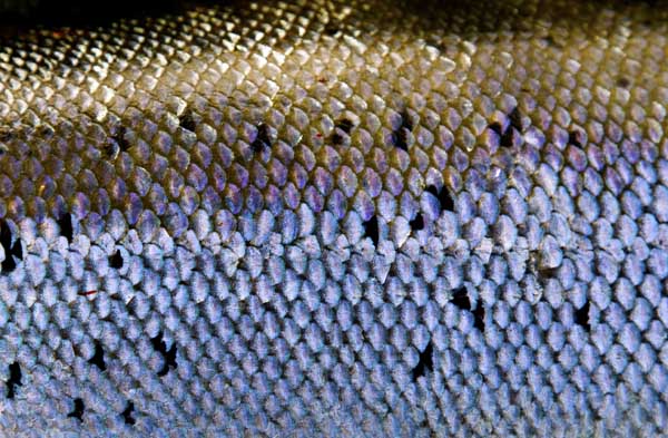 Salmon_fishing_west_ranga_Iceland