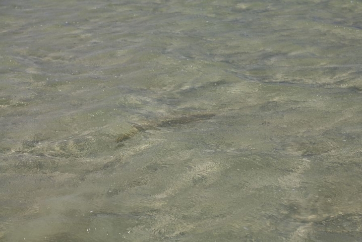 Sand shark essay (84)