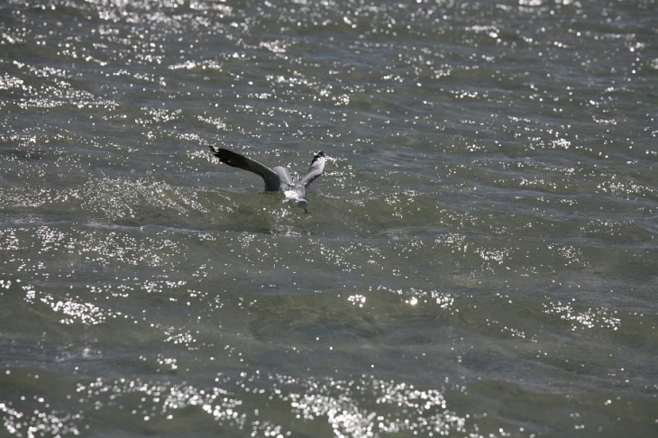 Sand shark essay (87b)