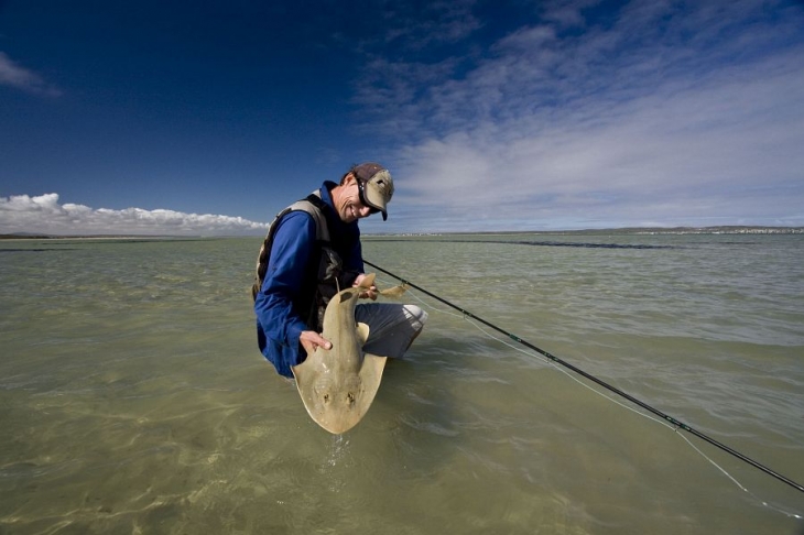 Sand shark essay (91)