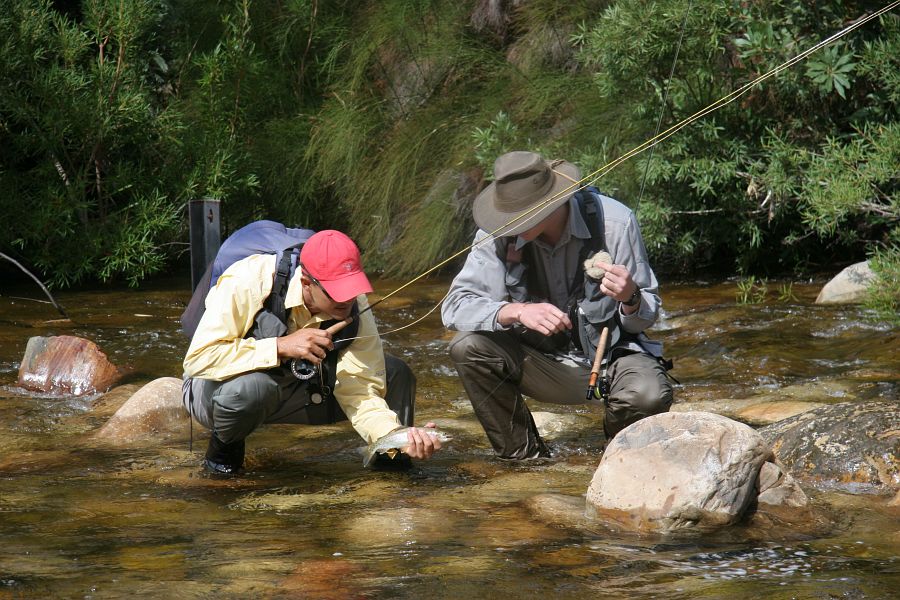 Smalblaar scenes (10)