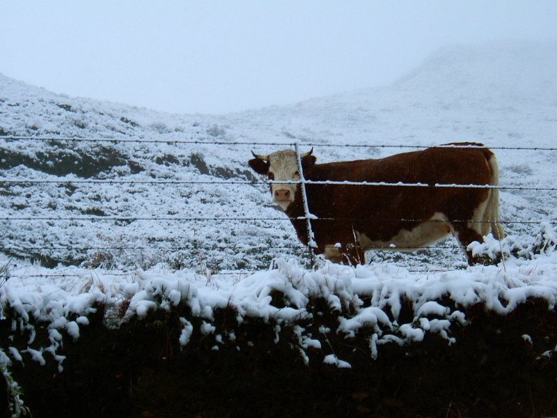 Snow scene near Barkly