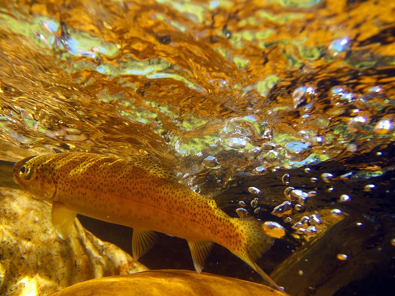 underwater trout (10)