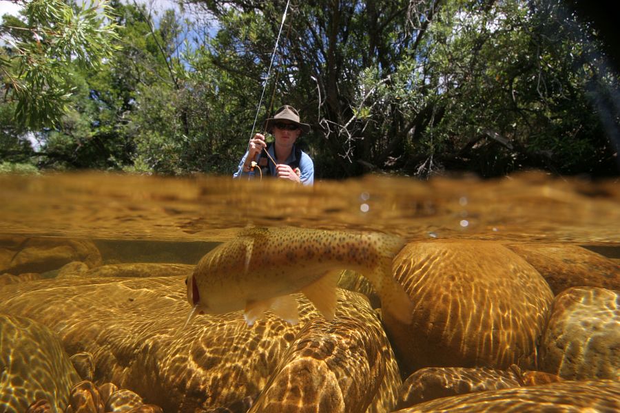 underwater trout (22)