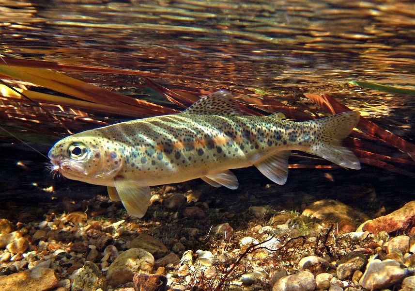 underwater trout (5)