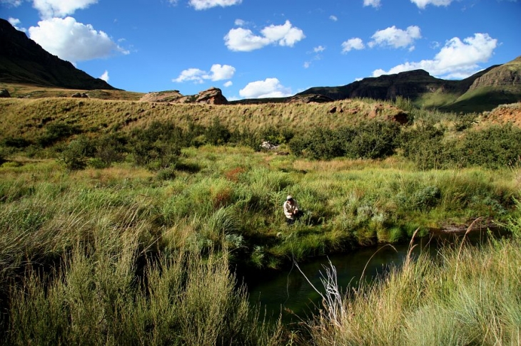 Willow stream, Balloch (19)