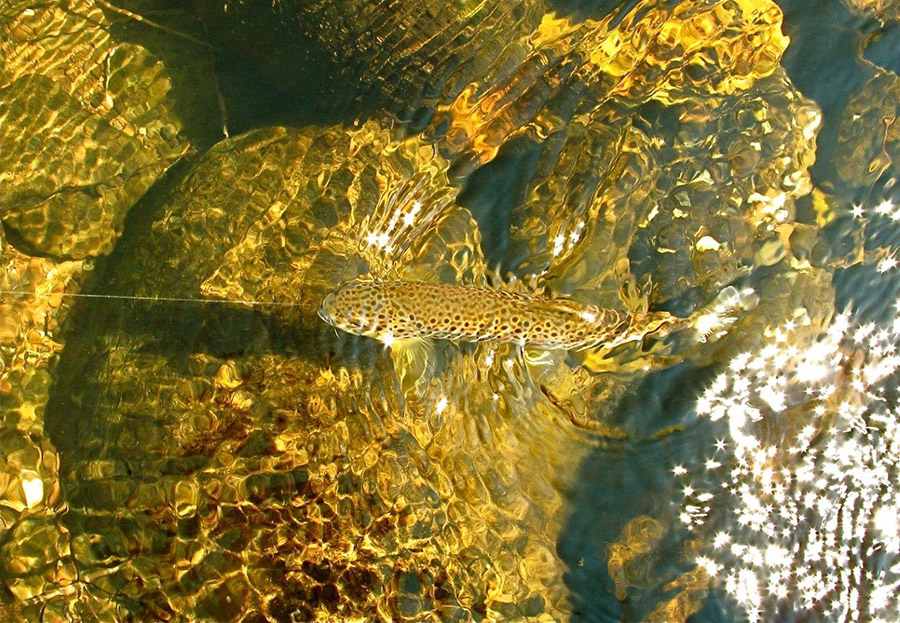 05b-Bushmans Brown-by Peter Brigg