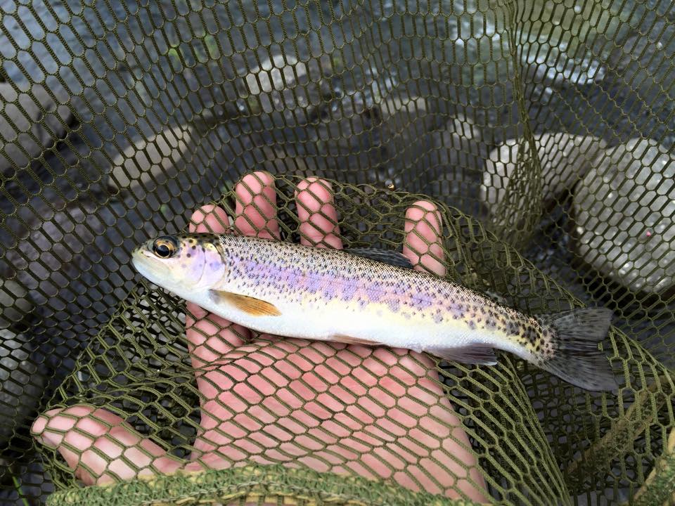 Injasuti-3-by Greg Zeiler