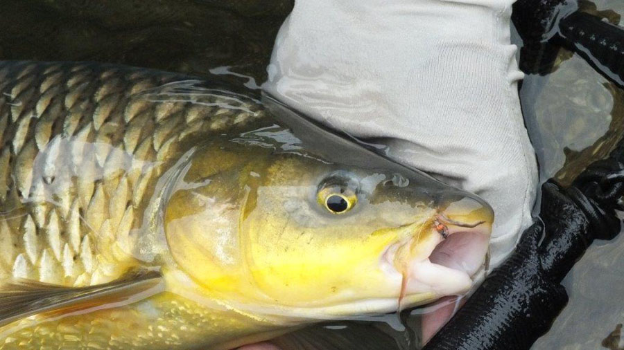 Alan Hobson Sterkfontein Dam 6